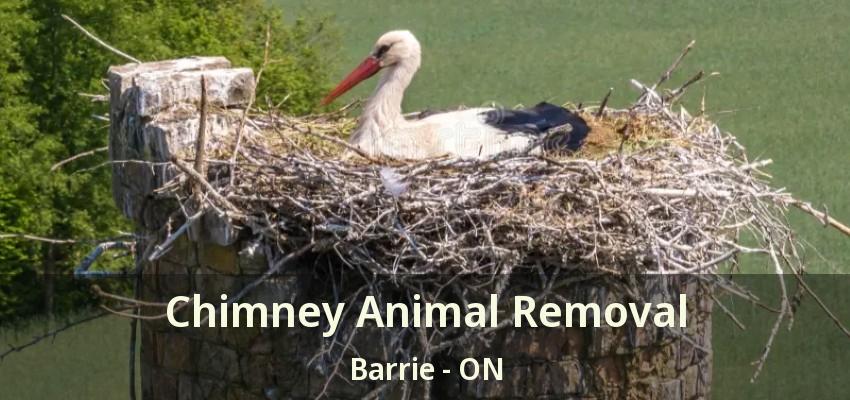 Chimney Animal Removal Barrie - ON