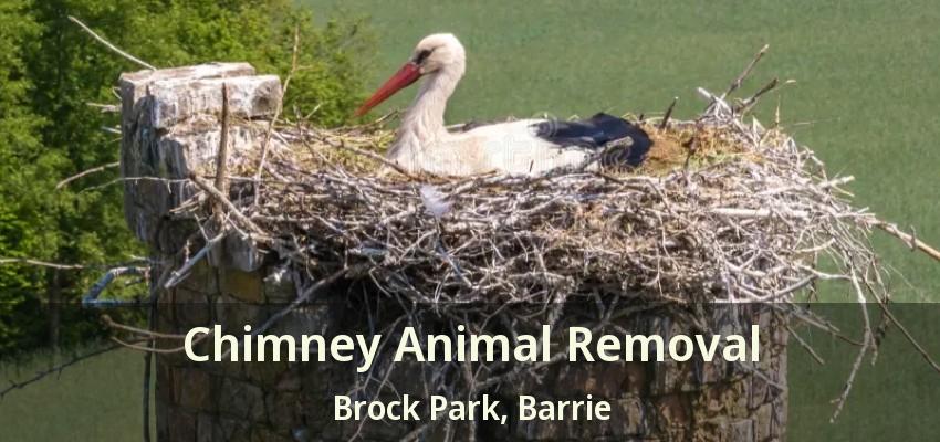Chimney Animal Removal Brock Park, Barrie - ON