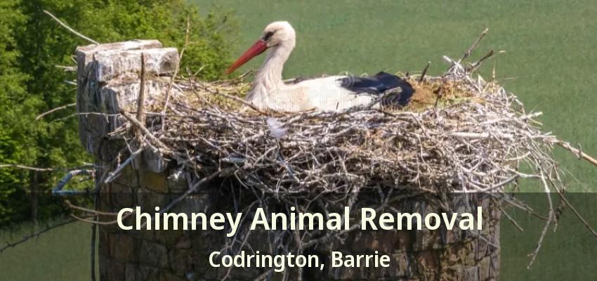 Chimney Animal Removal Codrington, Barrie - ON