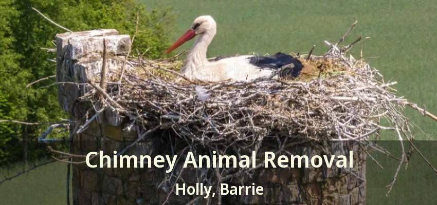 Chimney Animal Removal Holly, Barrie - ON