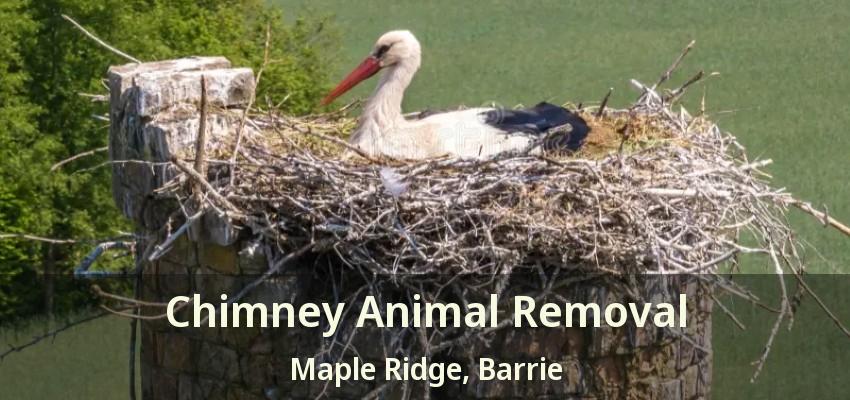 Chimney Animal Removal Maple Ridge, Barrie - ON
