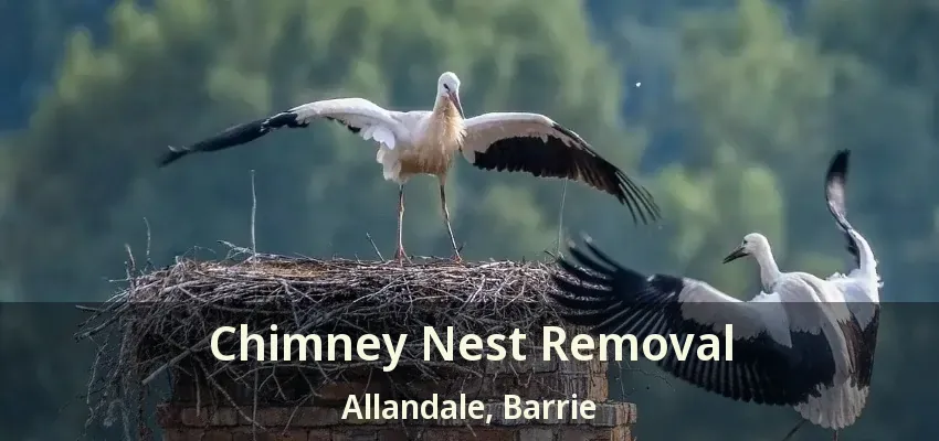 Chimney Nest Removal Allandale, Barrie - ON