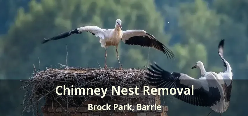 Chimney Nest Removal Brock Park, Barrie - ON