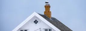 Chimney Nest Removal Barrie